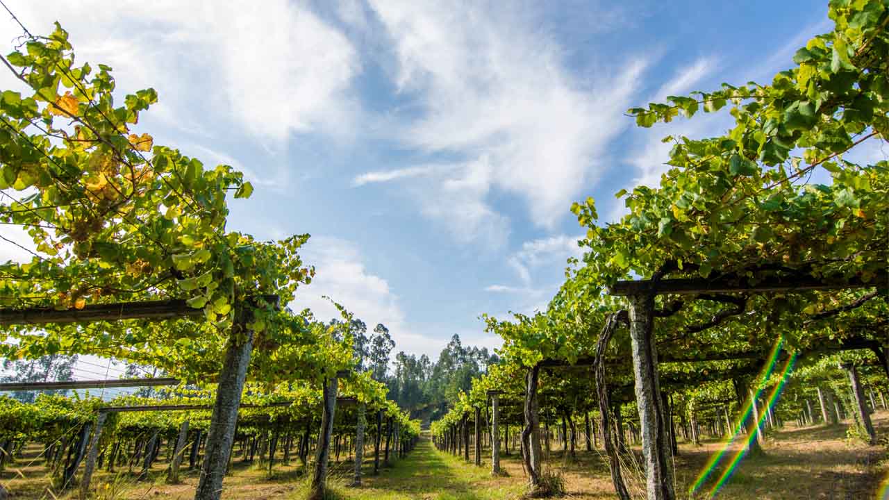 The acidity of albariño is the key to its success