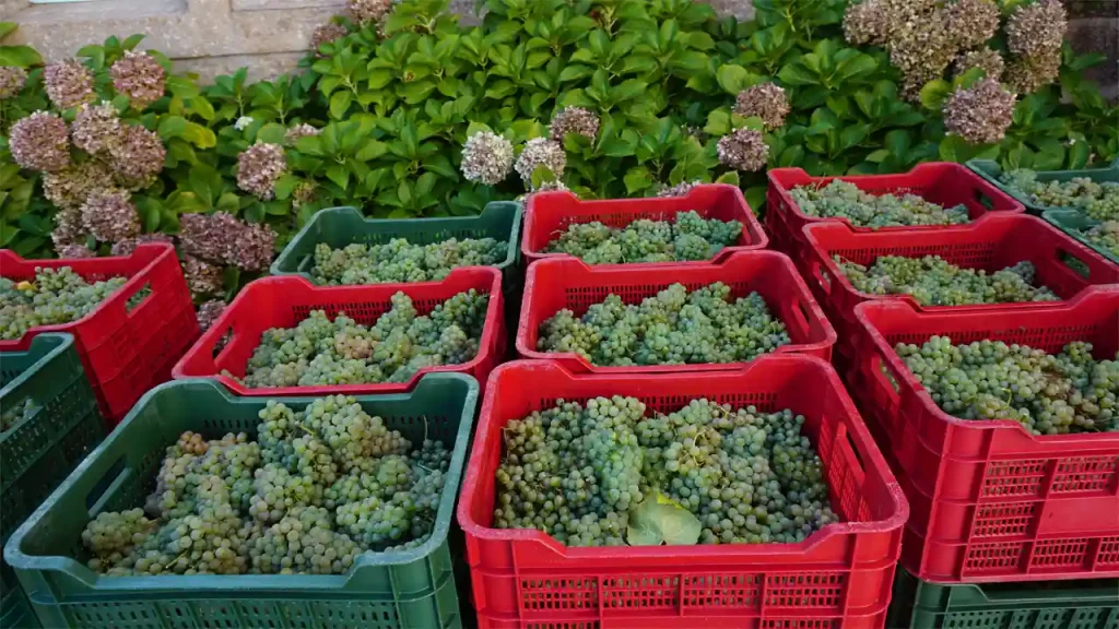 A arte de vendimiar non consiste so na recollida das uvas