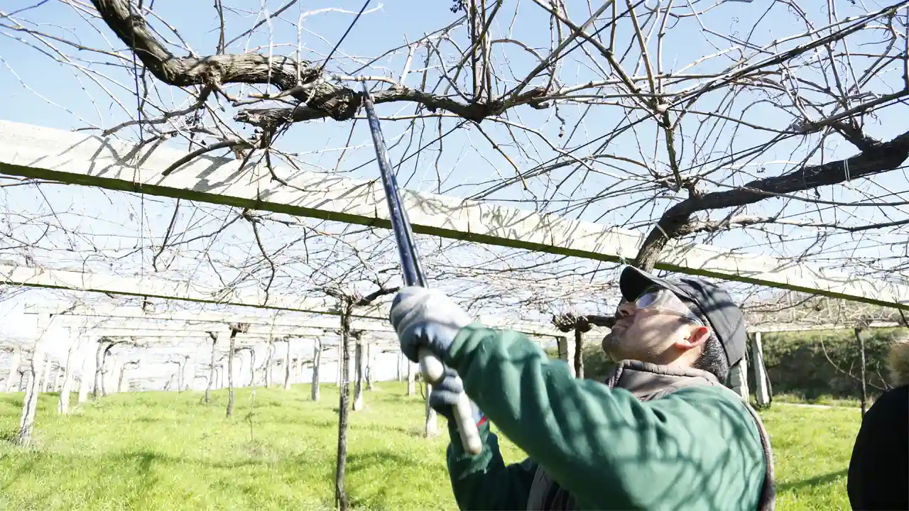 Pruning the vines is a key activity to obtain grapes of excellent quality