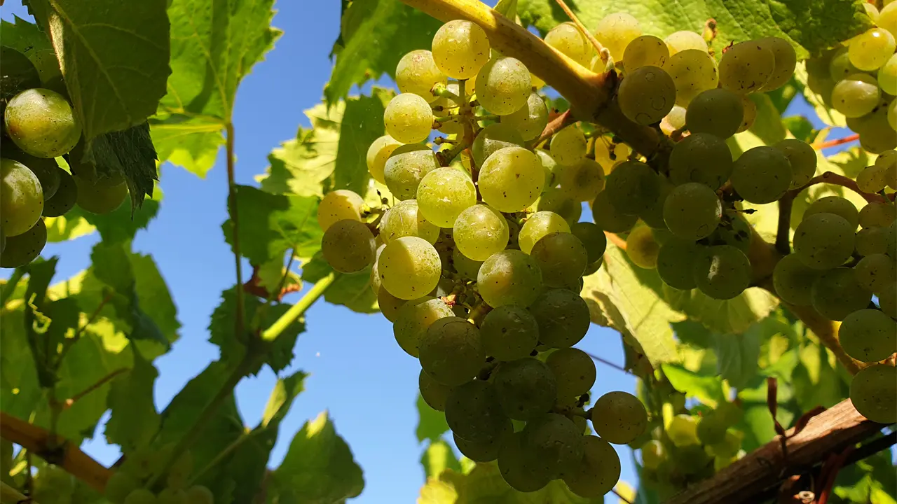 El envero es una fase capital en el crecimiento de la uva